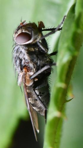 Pollenia sp.